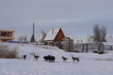 В Госдуме учли предложения Ил Тумэн по улучшению законодательства защиты людей от собак
