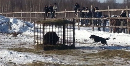 В Мирнинском районе Якутии прошли состязания на подсадного медведя Андрей Иванов, специально для YakutiaMedia