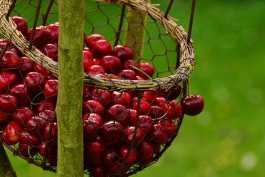 вишня pxhere.com