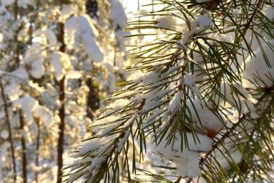 Гороскоп на 1 февраля: День создаст условия для поворотов в привычных делах ИА YakutiaMedia