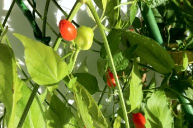 Тематическое фото pxhere.com