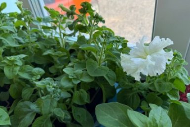 Рассада, цветы, огород, дача Марина Кудрявцева, ИА UssurMedia