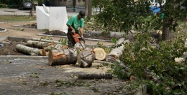 В Якутске запрещено спиливать деревья без разрешения Евгений Попов