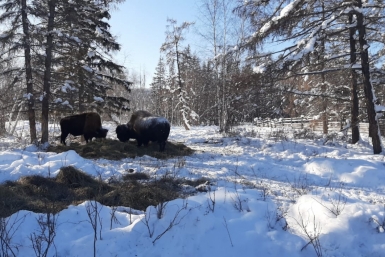 Лесные бизоны обитают в питомнике &quotУсть-Буотама&quot в Якутии ИА YakutiaMedia