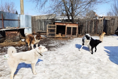 В Якутске усилили отлов безнадзорных собак ИА ЕАОMedia