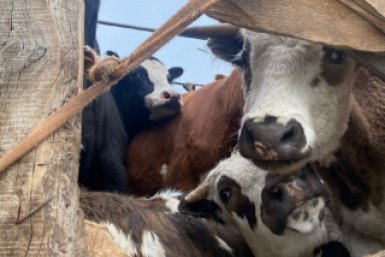 В Якутске полностью вакцинировали животных от пастереллеза Управления Россельхознадзора по Забайкалью
