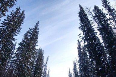 Гороскоп на 1 апреля: Возникнут ситуации, требующие быстрой реакции ИА YakutiaMedia