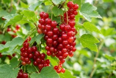 Тематическое фото ИИ Кандинский (18+)