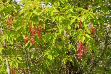 Американский клен признали опасным растением для лесов wikipedia.org