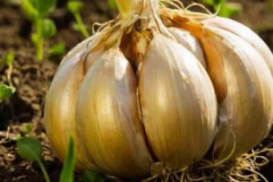 Чеснок GigaChat (12+)