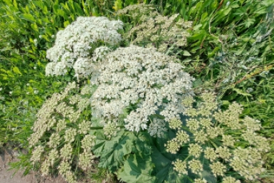 В Иркутской области борщевик Сосновского внесен в перечень опасных растений Елена Поддубная, ИА KamchatkaMedia