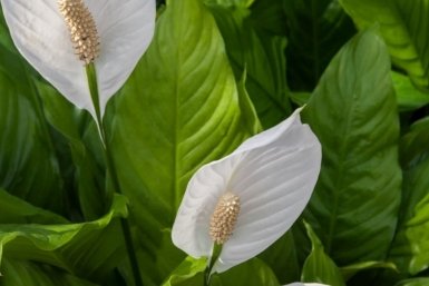 Тематическое фото Photo by frankorchid form PxHere