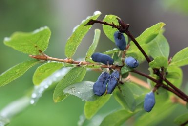 Тематическое фото flickr.com