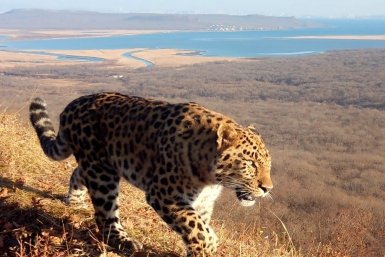 Дальневосточники смогут выбрать имя для третьего котёнка леопарда пресс-служба нацпарка &quotЗемля леопарда&quot