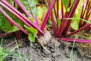 Тематическое фото Автора