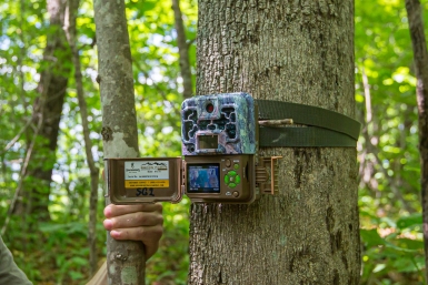 ВТБ и Фонд защитников природы предоставят фотоловушки заповедным территориям страны