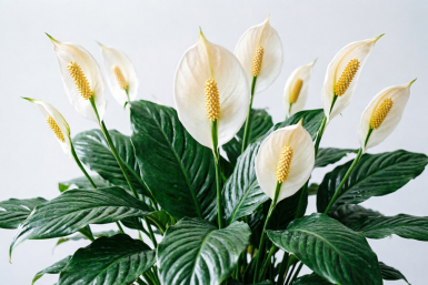 Тематическое фото Создано при помощи ИИ