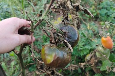 Воткнула такие "пучки" в 4 угла теплицы — фитофтора канула в Лету: грибок томатам не угроза