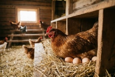 Настоящая "яичная лихорадка": 1 добавка в апреле, от которой куры начинают нестись без остановки