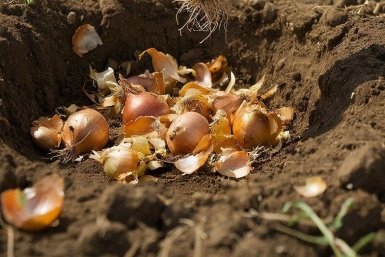 Эта шелуха – сокровище для томатов: 2 горсти в лунку – приживается 100% рассады