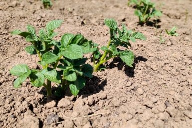 Если глазки "не проснулись" – не беда: как прорастить картошку за 3 дня? Перед посадкой – обязательно