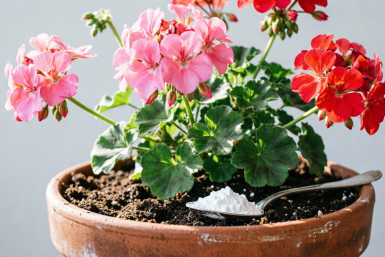 Герани в апреле — обязательно: растерла 3 таблетки и залила водой — пеларгония ожила на глазах