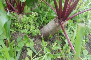 Когда сажать свеклу в 2026 году: Лунный календарь и даты по регионам — выбираем идеальный день