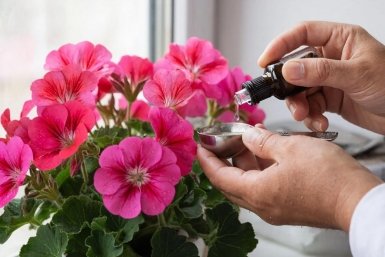 С 20 по 30 апреля герани – обязательно: 1 капля в воду – пеларгония будет цвести без продыху