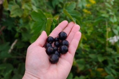 2 пшика на листья смородины — и тля бежит сверкая пятками: ягоды размером со сливу — по 6 кг с куста