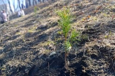 Сеянец кедра, высаженный во время субботника 18 апреля предоставлено пресс-службой мэрии Владивостока