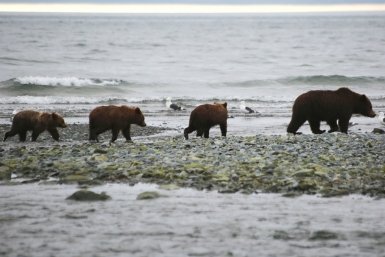 Как не пострадать при встрече с медведями, выходящими к поселкам Подмосковья
