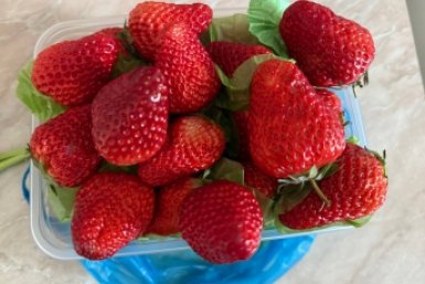 Клубнике в апреле — обязательно: 2 дела после подкормки — и урожай тоннами гребу