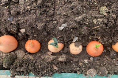 Севок сажаю только так: всходят моментально — головки гигантские, ядреные, сочные