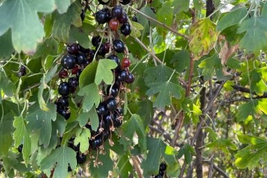 10 грамм под куст - и смородина будет размером с абрикос: собирайте урожай вёдрами, а соседи пусть завидуют