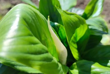 Спатифиллум молчит и желтеет: 5 ошибок в апрельской подкормке — 1 таблетка все исправит