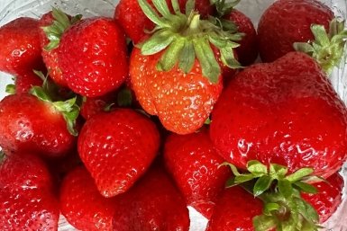 Не клубника, а чисто арбуз — и по размеру, и по вкусу: хитрая подкормка в апреле от деда Егора — и ягоды слаще сиропа