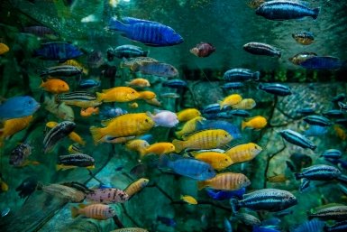 Аквариумная вода для цветов: 6 правил, чтобы не убить растение