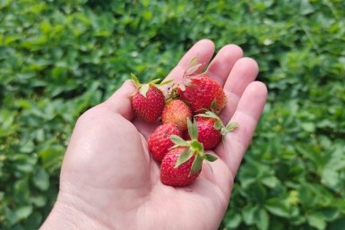 В конце апреля клубнике – обязательно: ягоды сладкие как мед, никакой кислятины