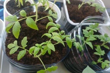 1 ложка — и томаты крепче дубовых стволов: вторая подкормка для рассады, которая решает все