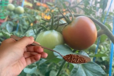 1 ложка на лунку - томаты не болеют и всегда сочные: по 8 кг мясистых плодов с одного куста