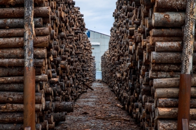 Древесина, подготовленная для переработки Илья Аверьянов, ИА PrimaMedia