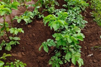 Картошку сажаю в День Бориса и Глеба – выкапываю по 3 ведра с куста: клубни хранятся до нового урожая, не гниют 