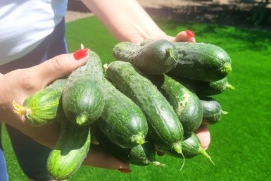 2 горошины в лунку - и огурцы включают "режим стахановца": собираем хрустящие зеленцы вплоть до октября