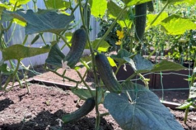 Из 100 сортов выбрала один: огурцы длиной 14 см – по 8 кг с куста