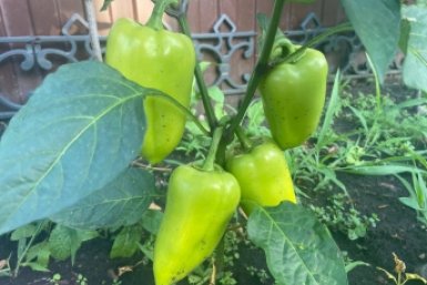 До 10 мая перцам даю только это: 1 ложка на куст - и завязей больше, чем листьев, даже в "капризное" лето