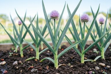 Чеснок не желтеет и не сохнет: поливаю весной "бурдой" — собираю сочные , ядреные, гигантские головки