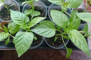 Когда высаживать перцы и баклажаны в теплицу: Лунный календарь-2026 — лучший природный помощник