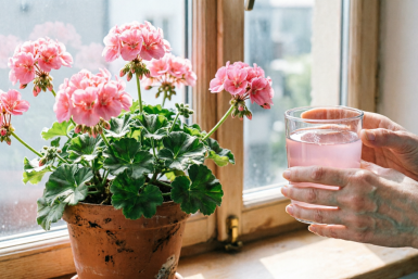 2 шт. на 1 литр воды – и герань цветет без продыху 365 дней в году: роскошные "шапки" лезут как бешеные