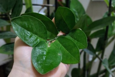 Замиокулькасу в начале мая - важнее полива: 1 ампула - и суккулент мощнее кустарника, растет на глазах