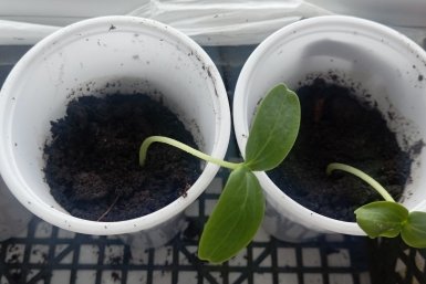 1 ложка в воду — и рассада томатов перестаёт вытягиваться: копеечный лайфхак